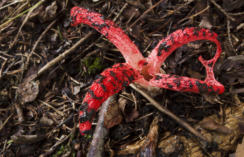 Clathrus archeri